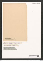 Plagiogramma pygmaeum Grev. (de-Toni-Nr.: Genus 83, Species 2922) Zeichnungen Sammlung Grunow (NHMW-BOT-W0374370)